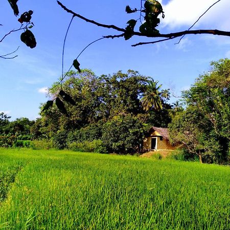 Villa Raintree Dambulla Exterior foto