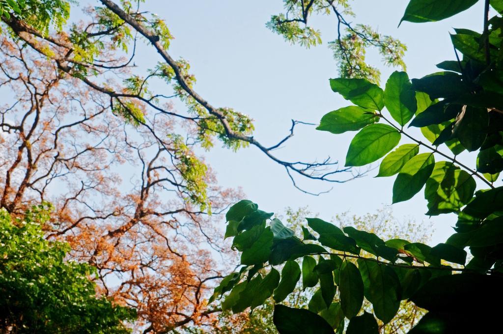 Villa Raintree Dambulla Exterior foto