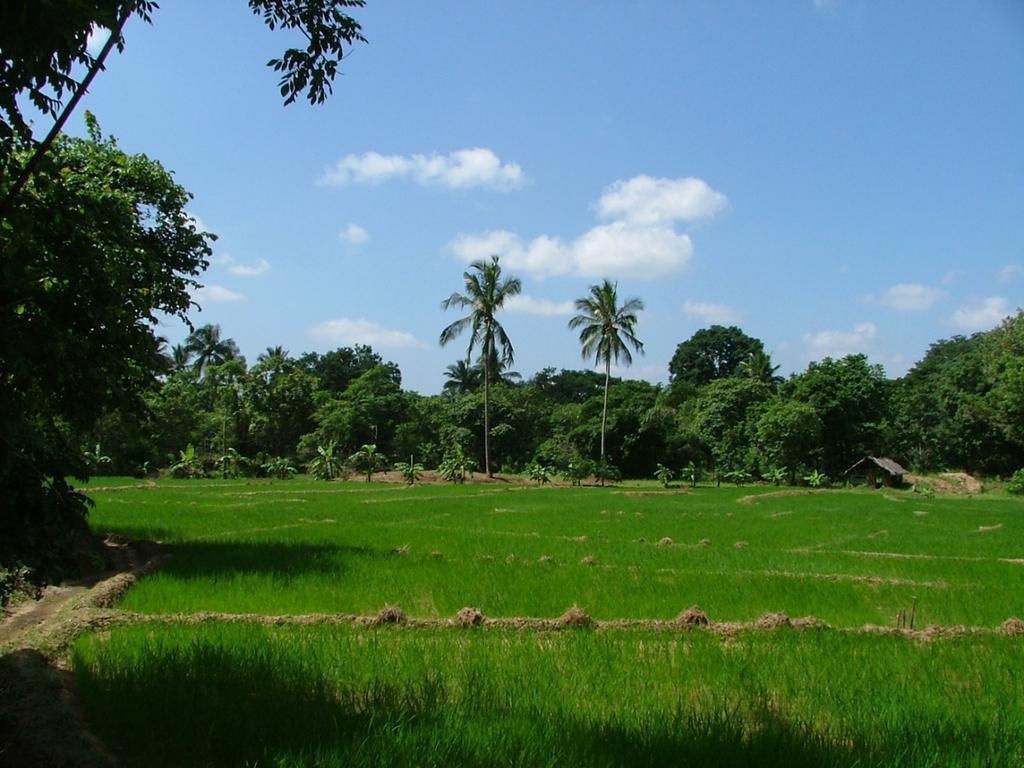 Villa Raintree Dambulla Exterior foto